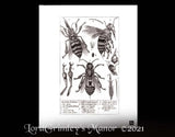 Bee Dissected - Digital Art Print - Velvet Rag Paper