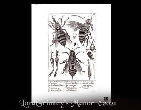 Bee Dissected - Digital Art Print - Velvet Rag Paper