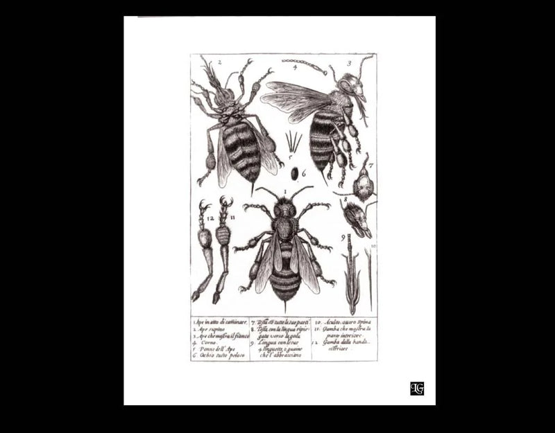 Bee Dissected 8x10 digital art print on velvet rag paper