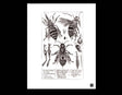 Bee Dissected - Digital Art Print - Velvet Rag Paper