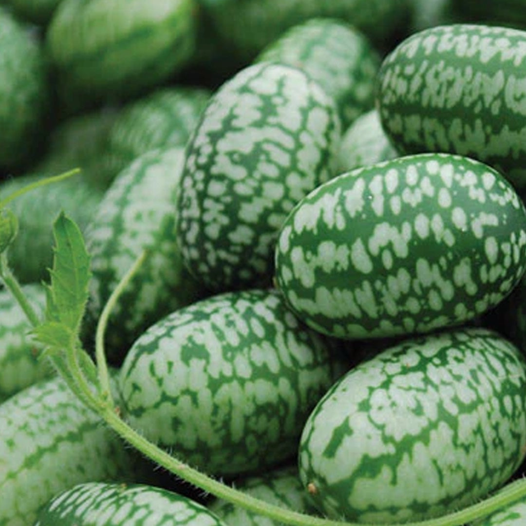 50 Cucamelon Seeds Mini Cucumber Mouse Melon Mexican Sour Gherkin Melothria Scabra