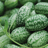 50 Cucamelon Seeds Mini Cucumber Mouse Melon Mexican Sour Gherkin Melothria Scabra