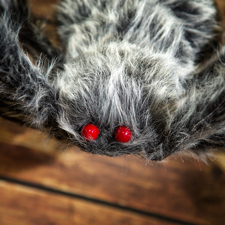 FURRY SPIDER