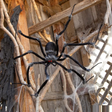 Poseable Hairy Joints Black Wolf Spider Halloween Decoration 55"