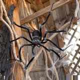 Poseable Hairy Joints Black Wolf Spider Halloween Decoration 55"