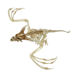 Pterosaur Skeleton Plastic Hanging Halloween Decoration, 35 1/4 x 11 3/4