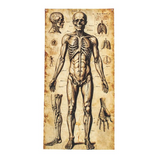 6 Ft. 6 3/4" Human Anatomy Drawings Door Curtain Halloween Decoration