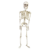 36" Posable Articulated Skeleton Halloween Decoration