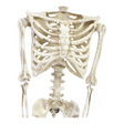 36" Posable Articulated Skeleton Halloween Decoration