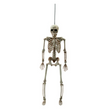 14" Posable Skeleton