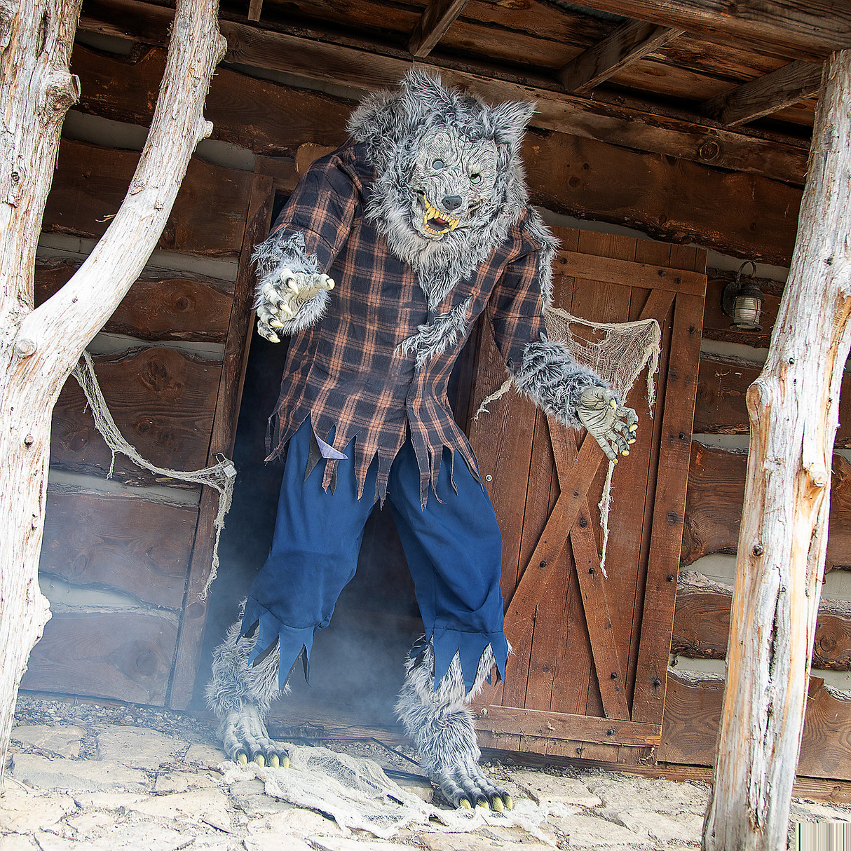 Life Size Animated Hulking Werewolf for Halloween Decorations and Spooky Props