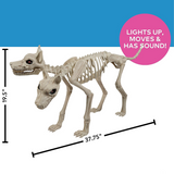 Animated Two-Headed Doberman Dog Skeleton Halloween Decoration 37 3/4