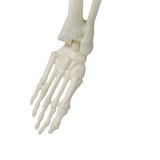 5 Ft. 4" Standing Monster Skeleton Halloween Decoration