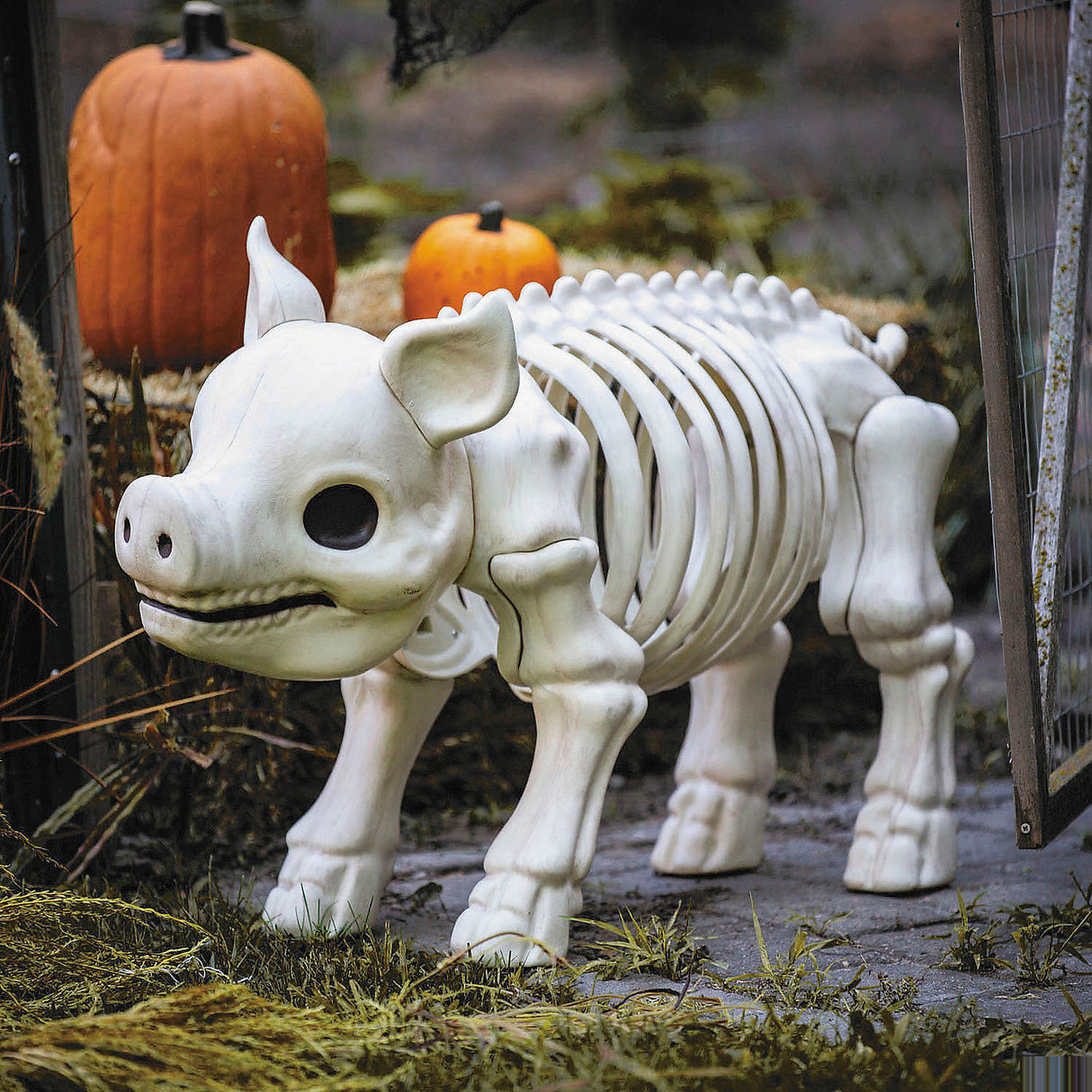 Vibrant 24 1/4 Inch Standing Pig Skeleton Halloween Decoration for Spooky Displays and Haunted House Themes