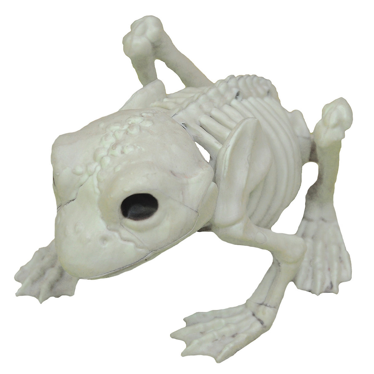 Frog Skeleton for Halloween Decorations and Spooky Party Themes