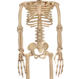ALIEN SKELETON BONE COLOR 37IN
