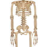 ALIEN SKELETON BONE COLOR 37IN