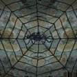 Giant Spider Web With Spider