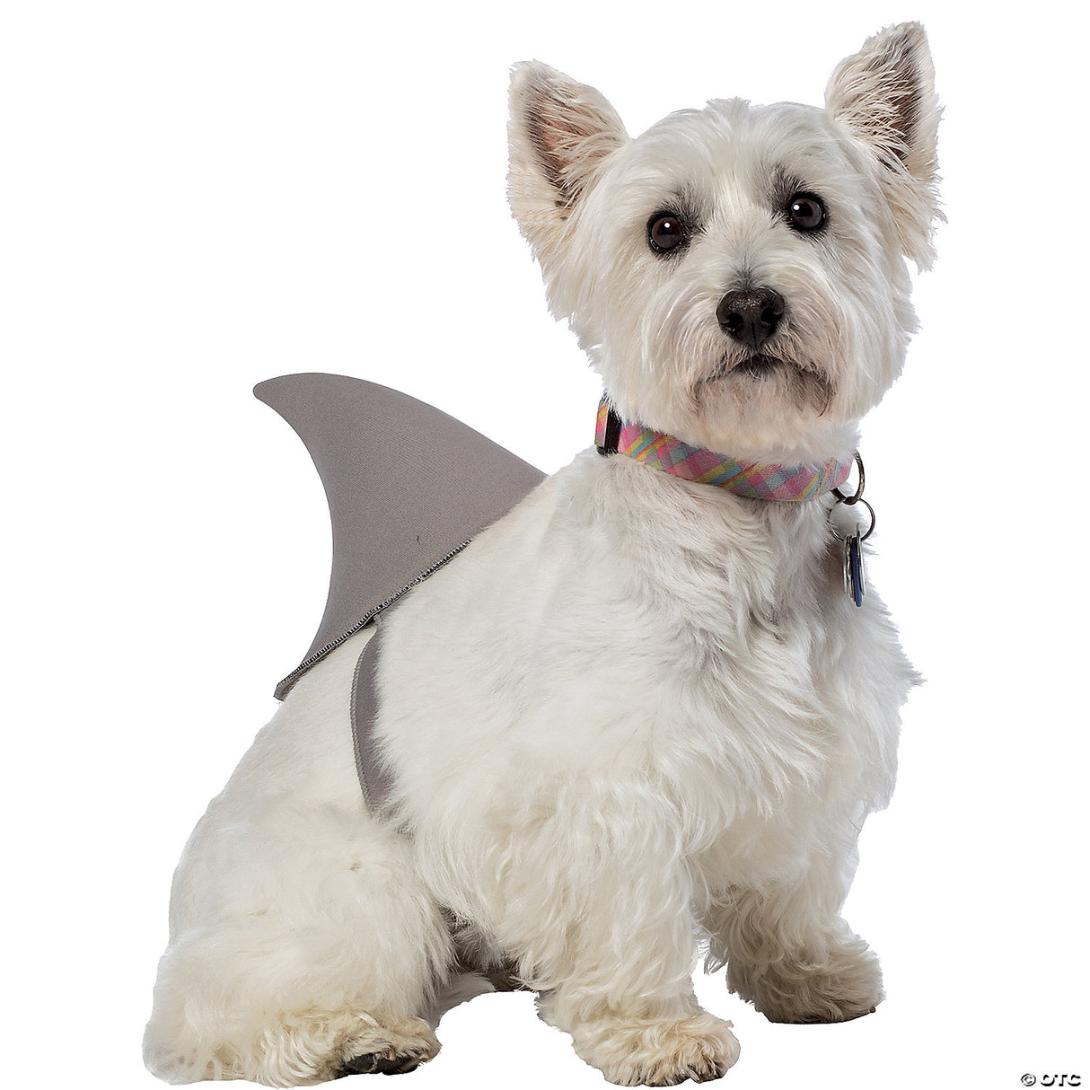 Shark Fin Dog