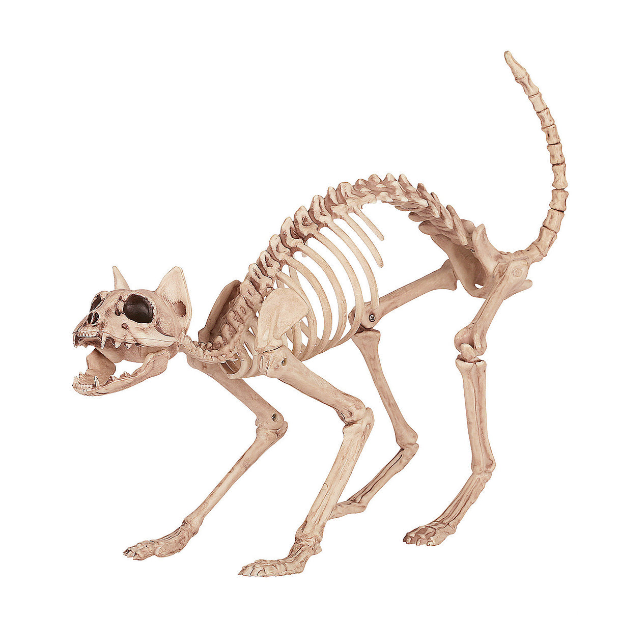 Realistic Skeleton Cat Prop for Halloween Decorations and Outdoor Parties