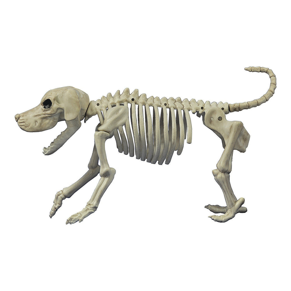 Realistic Beagle Bonez Skeleton Prop for Halloween Decor and Themed Parties