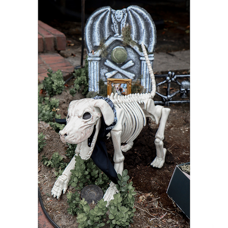 Beagle Bonez Skeleton