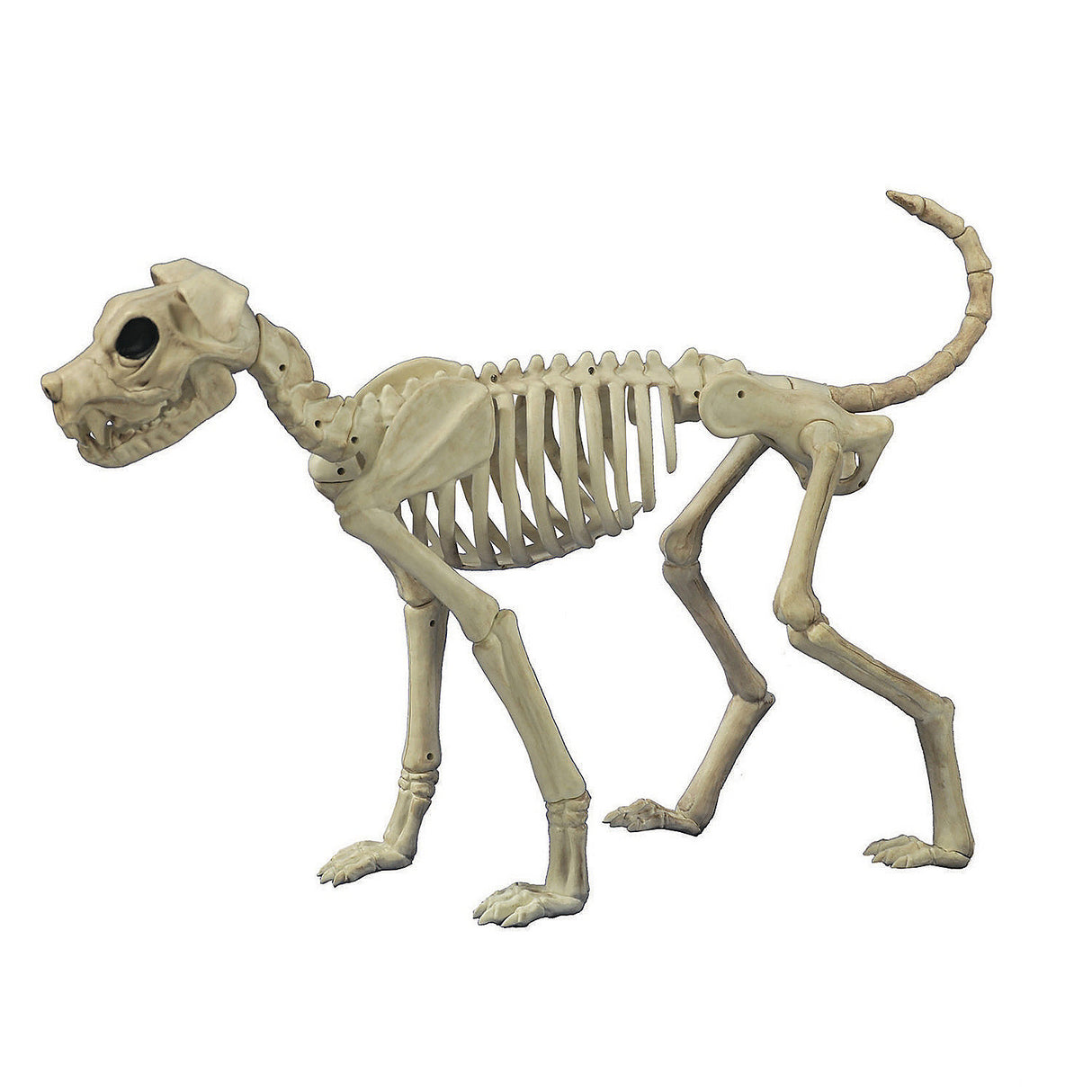 Realistic Brutus Bonez Skeleton Prop for Halloween Decorations and Party Supplies