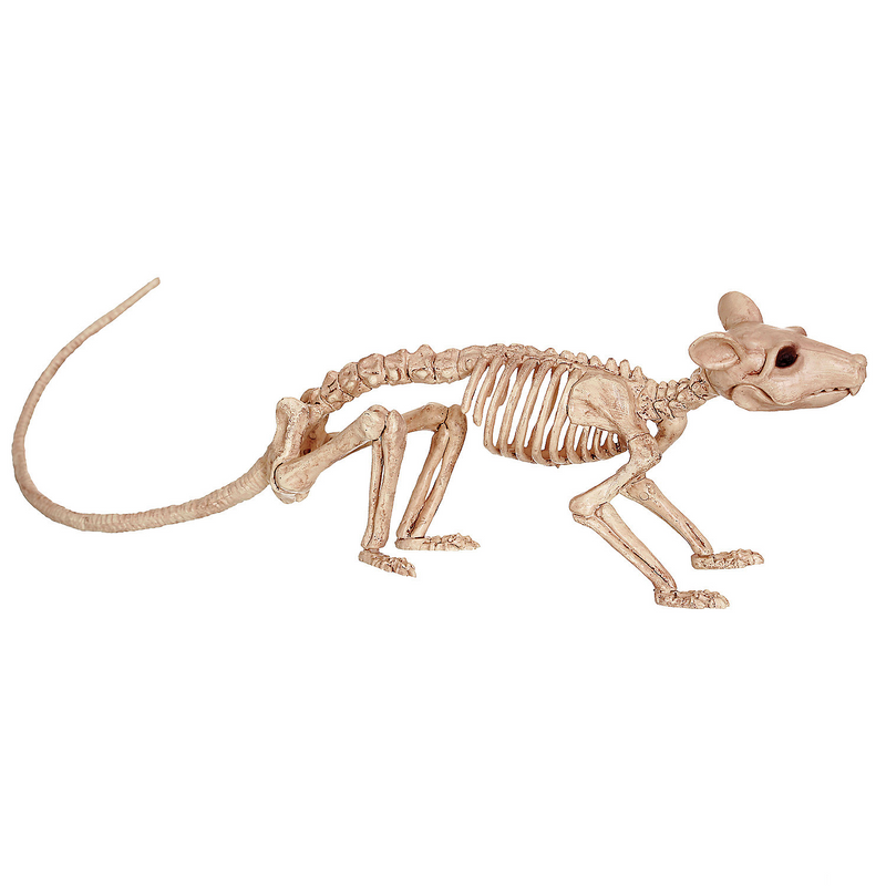 Skeleton Rat
