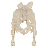 PIG SKELETON