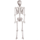 SKELETON POSE AND HOLD