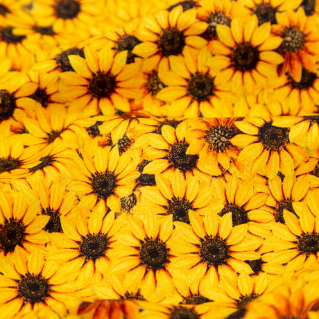 Stretch Cotton Sateen - Yellow and Brown Floral - Population Sunflowers Print - Mood Exclusive St. Tropez Collection