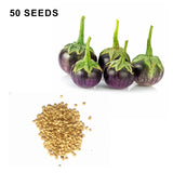Round Purple Eggplant Seeds Thai Baby Eggplant Indian Eggplant Seeds Non GMO Organic Treevales