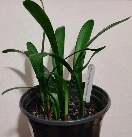 Clivia Seedling Green Throat Orange Interspecific Hybrid x Magic Light 4-5 Inches Tall