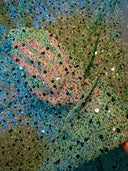 Stretch Sequin Beaded Pearl Mesh