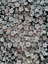 Stretch Sequin Flowers on Hunter Green Mesh