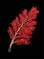 Red Bridal Leaves Rhinestone Applique