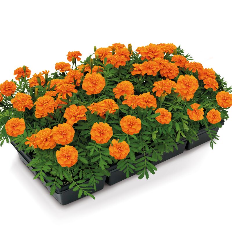 Marigold Super Hero Deep Orange Seed