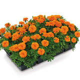 Marigold Super Hero Deep Orange Seed