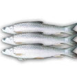 Mrigel 6 KG