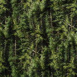 Printed Quilting Cotton by Northcott Studio - Mid Green Evergreen Trees - Naturescapes Collection
