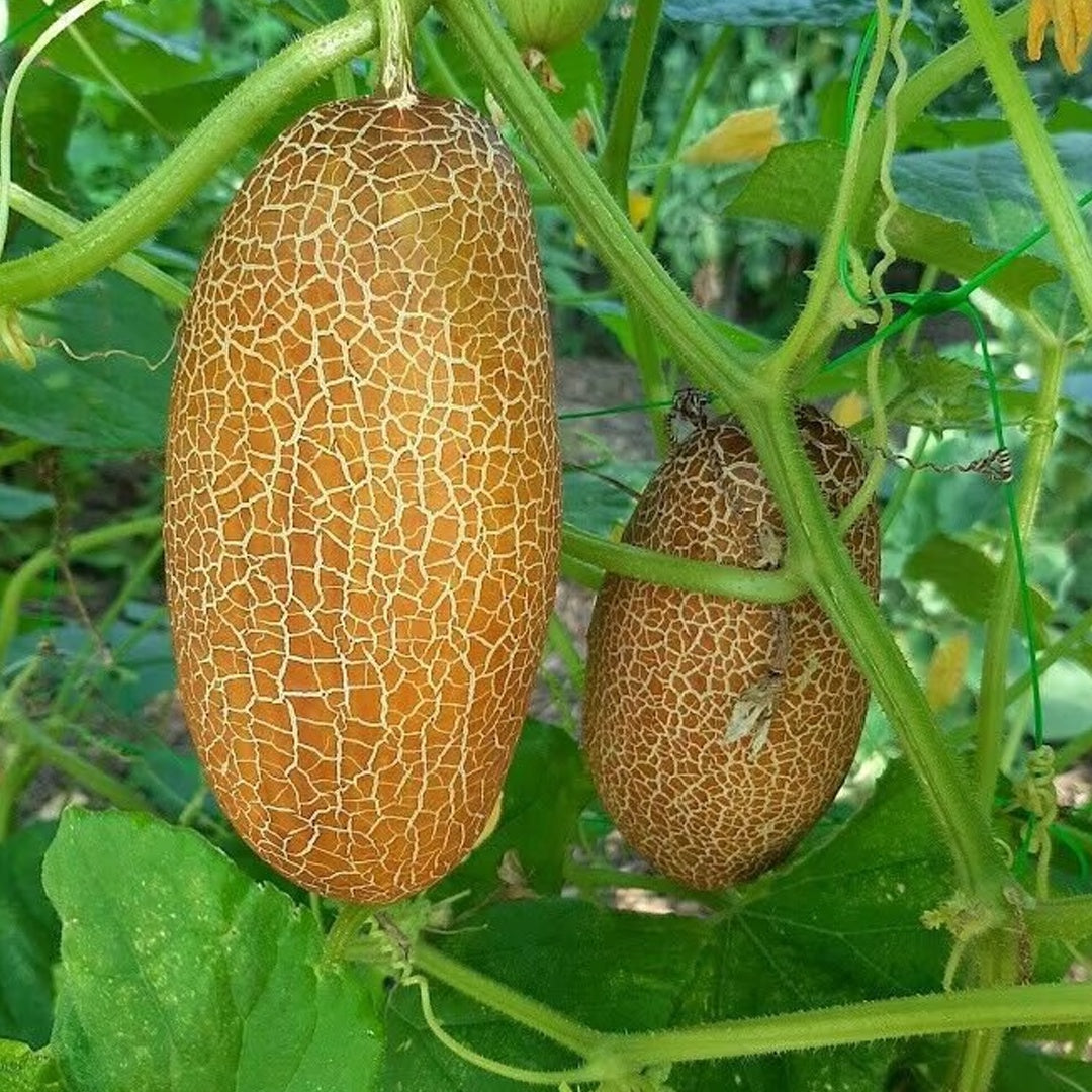 Sikkim Cucumber Seeds 10 Plus Seeds Heirloom Himalayan Variety for Home Gardening