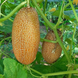 Sikkim Cucumber Seeds 10 Plus Seeds Heirloom Himalayan Variety for Home Gardening