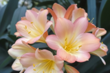 Clivia Seedling Bijou Doux x Naude Peach Plant