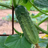 National Pickling Cucumber Seeds Organic and Non GMO Grow Your Own Cucumbers at Home
