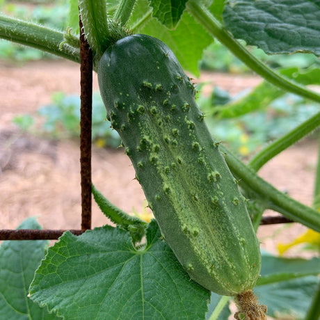 National Pickling Cucumber Seeds Organic and Non GMO Grow Your Own Cucumbers at Home