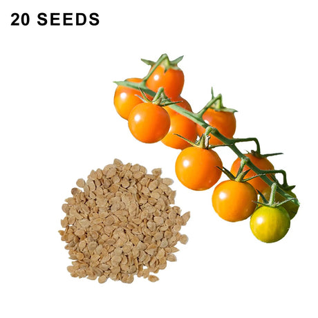 Sun Gold F1 Hybrid Tomato Seeds Super Sweet Orange Cherry Tomatoes High Yield Garden Variety
