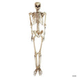 Northlight 5' Life Size Skeleton Halloween Decoration