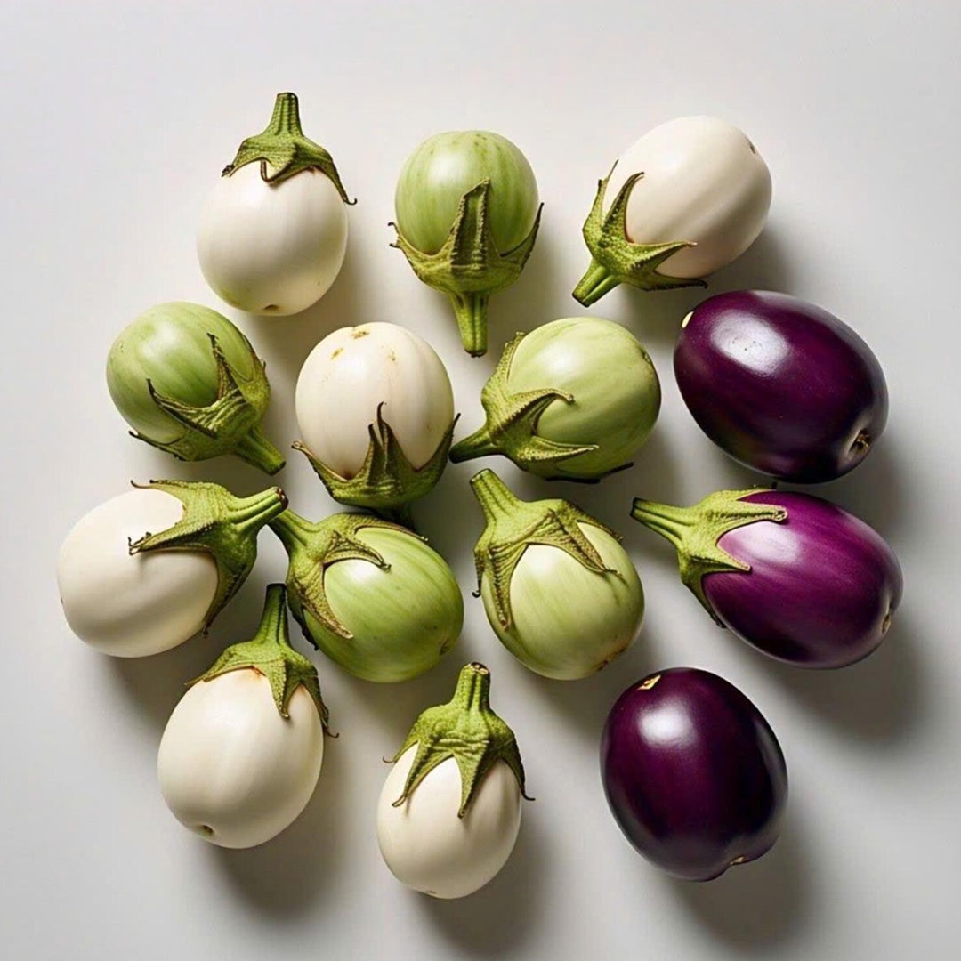 Round Eggplant Mix Seeds Three Color Variety Heirloom Non GMO Garden Collection