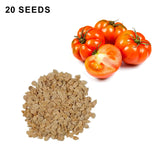 Beefsteak Determinate Tomato Seeds Heirloom Organic High Yield Garden Variety