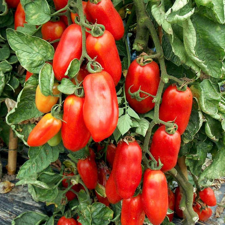 San Marzano Tomato Seeds 15 Count Italian Sauce Tomato Perfect for Canning and Garden Gifts